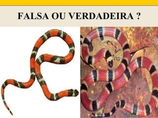 FALSA OU VERDADEIRA ?