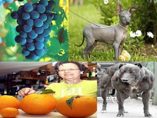 NEODARWINISMOÉ a fusão da teoria da seleção natural com a herança mendeliana genética de populações, com o intuito de explicar de que maneira a evolução ocorre.mutação, recombinação, genética, seleção natural,Isolamento reprodutivo. 