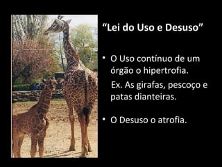 “Lei do Uso e Desuso”
• O Uso contínuo de um
órgão o hipertrofia.
Ex. As girafas, pescoço e
patas dianteiras.
• O Desuso o atrofia.
 