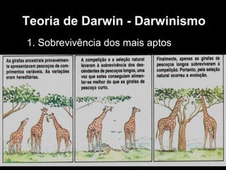 1. Sobrevivência dos mais aptos
Teoria de Darwin - Darwinismo
 