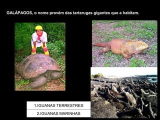 GALÁPAGOS, o nome provém das tartarugas gigantes que a habitam.
1.IGUANAS TERRESTRES
2.IGUANAS MARINHAS
1
2
 