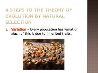 = Every population has variation.
Much of this is due to inherited traits.
 