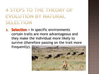 = In specific environments
certain traits are more advantageous and
they make the individual more likely to
survive (therefore passing on the trait more
frequently).
 