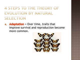 = Over time, traits that
improve survival and reproduction become
more common.
 