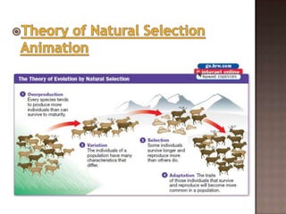Darwin and evolution_part_1 (1)