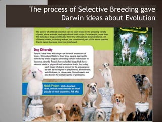 The process of Selective Breeding gave
         Darwin ideas about Evolution
 
