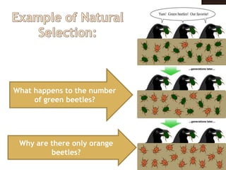 What happens to the number
     of green beetles?




 Why are there only orange
         beetles?
 