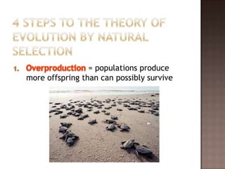 = populations produce
more offspring than can possibly survive
 