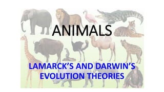 ANIMALS
LAMARCK’S AND DARWIN’S
EVOLUTION THEORIES
 