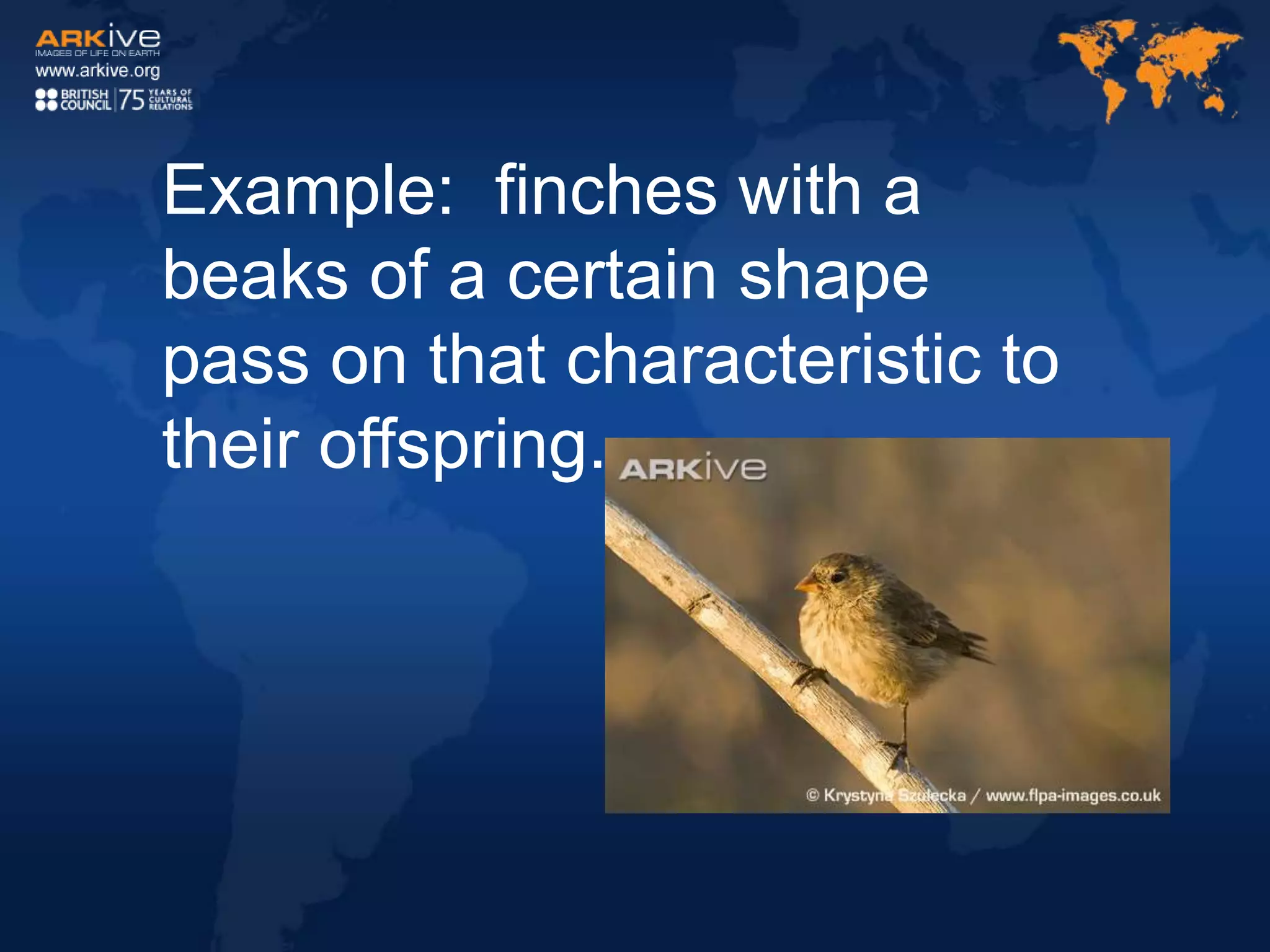 Example: finches with a
beaks of a certain shape
pass on that characteristic to
their offspring.
 