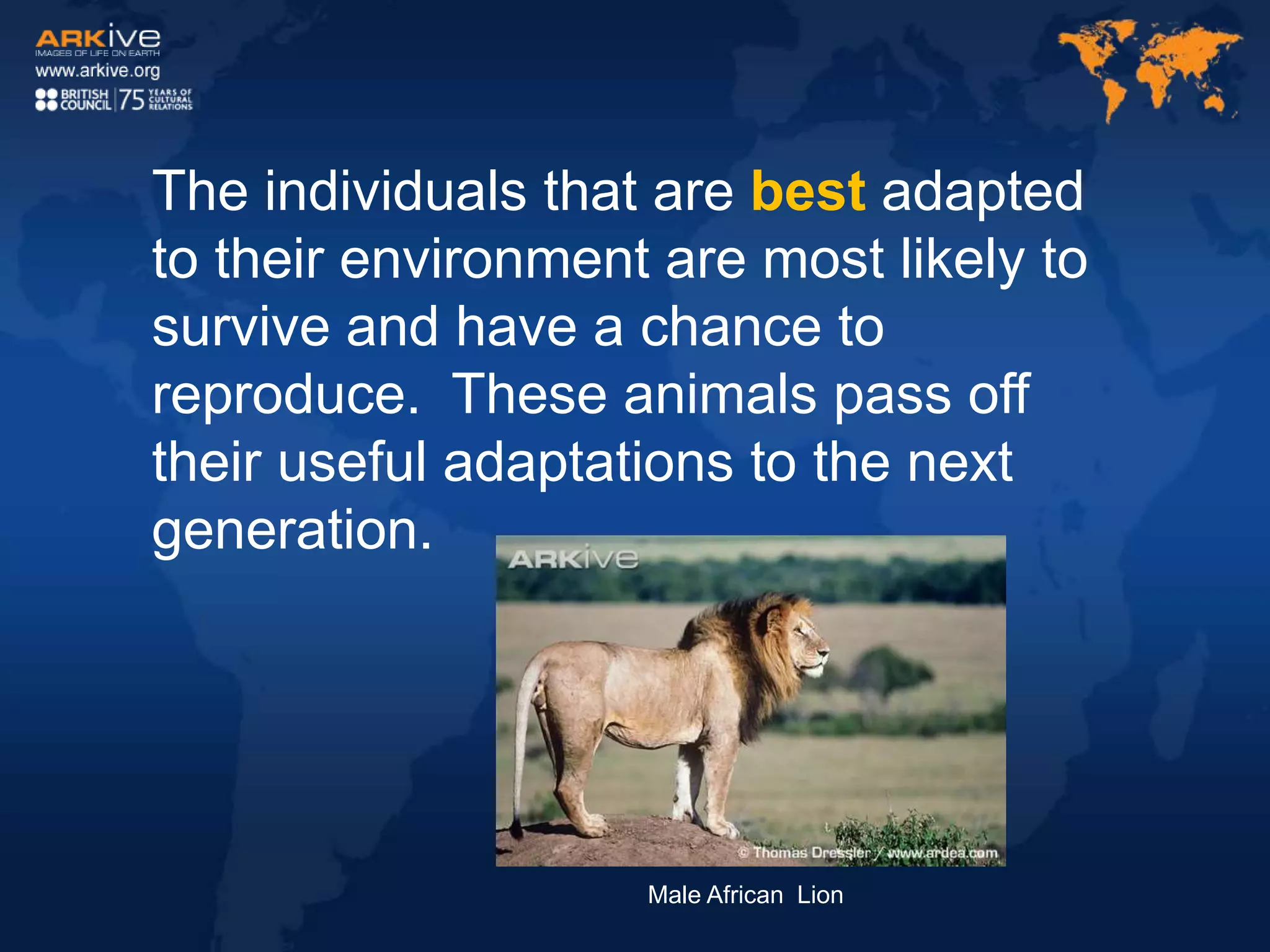 The individuals that are best adapted
to their environment are most likely to
survive and have a chance to
reproduce. These animals pass off
their useful adaptations to the next
generation.
Male African Lion
 