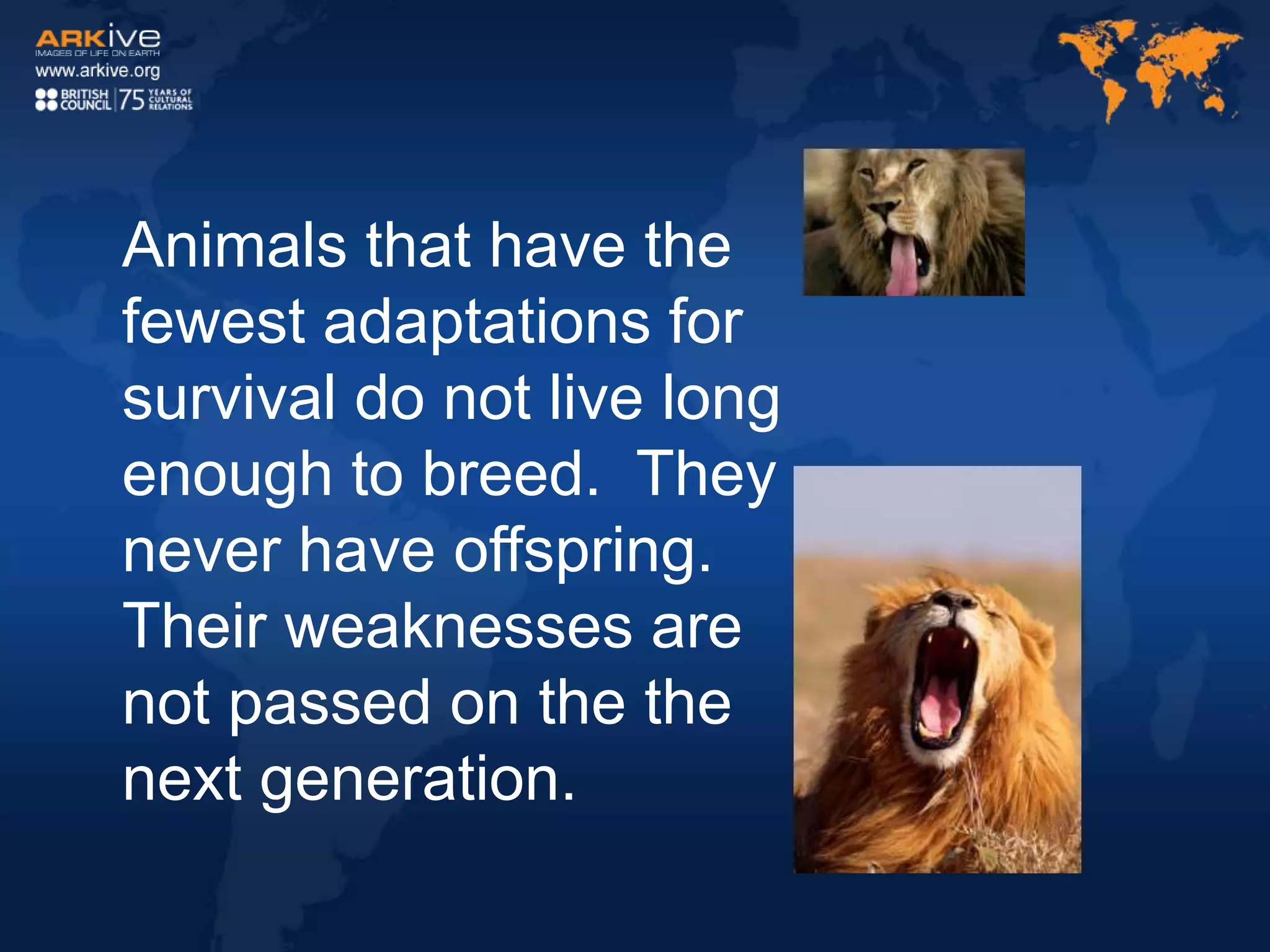 Animals that have the
fewest adaptations for
survival do not live long
enough to breed. They
never have offspring.
Their weaknesses are
not passed on the the
next generation.
 