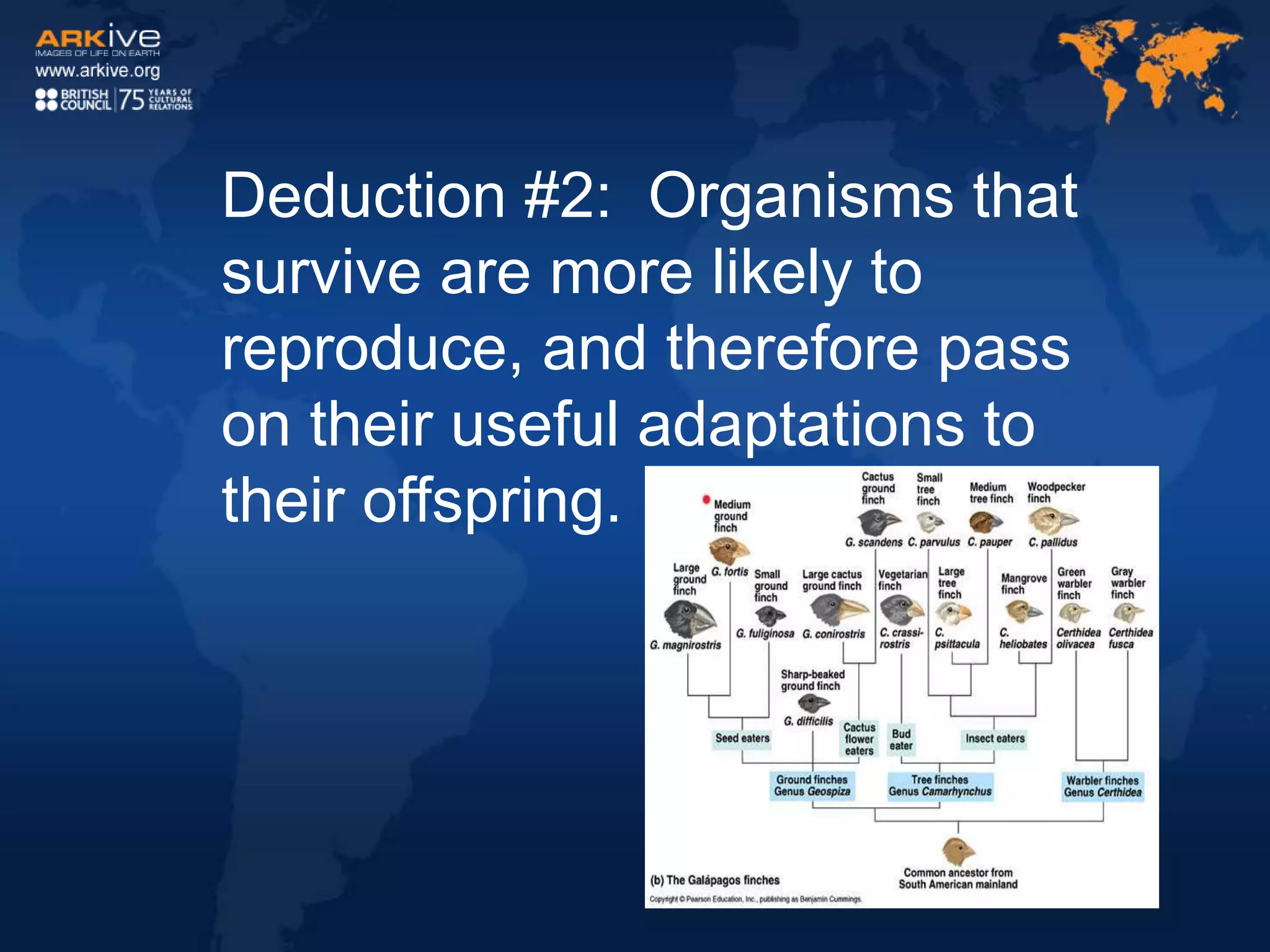 Deduction #2: Organisms that
survive are more likely to
reproduce, and therefore pass
on their useful adaptations to
their offspring.
 