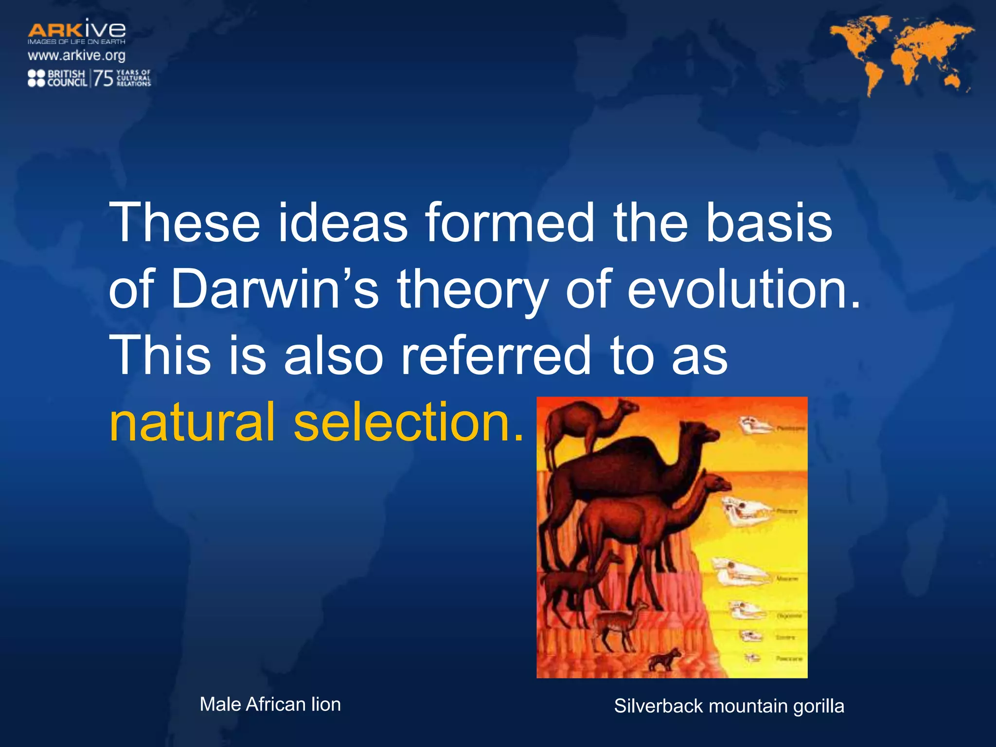 These ideas formed the basis
of Darwin’s theory of evolution.
This is also referred to as
natural selection.
Male African lion Silverback mountain gorilla
 
