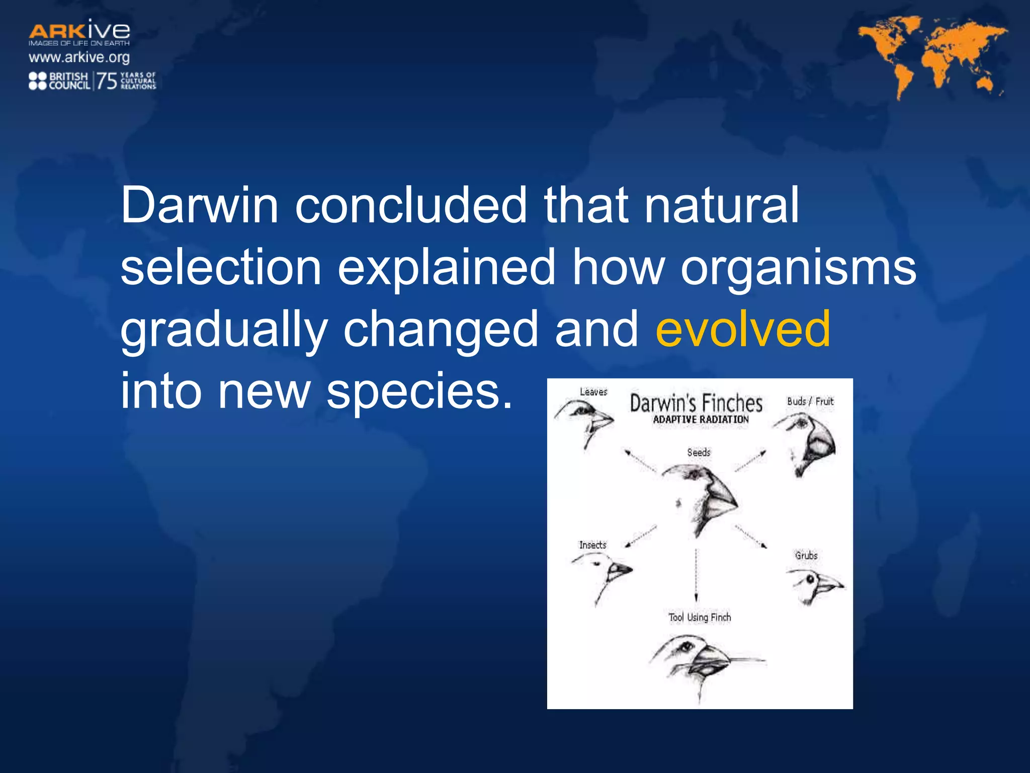 Darwin concluded that natural
selection explained how organisms
gradually changed and evolved
into new species.
 