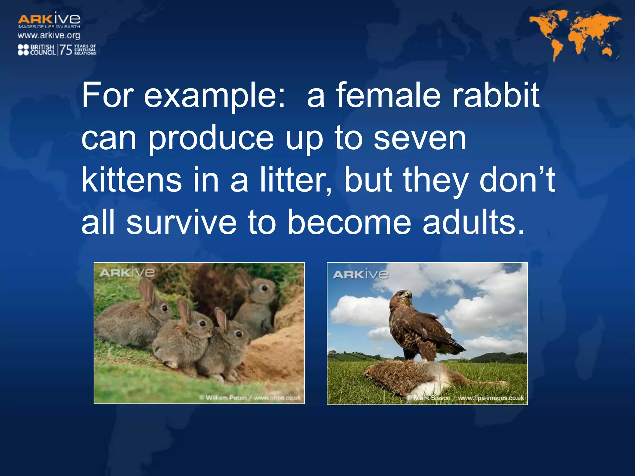 For example: a female rabbit
can produce up to seven
kittens in a litter, but they don’t
all survive to become adults.
 