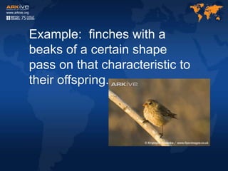 Example: finches with a
beaks of a certain shape
pass on that characteristic to
their offspring.
 