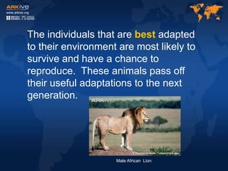 The individuals that are best adapted
to their environment are most likely to
survive and have a chance to
reproduce. These animals pass off
their useful adaptations to the next
generation.
Male African Lion
 