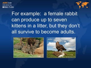 For example: a female rabbit
can produce up to seven
kittens in a litter, but they don’t
all survive to become adults.
 