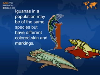 Iguanas in a
population may
be of the same
species but
have different
colored skin and
markings.
 
