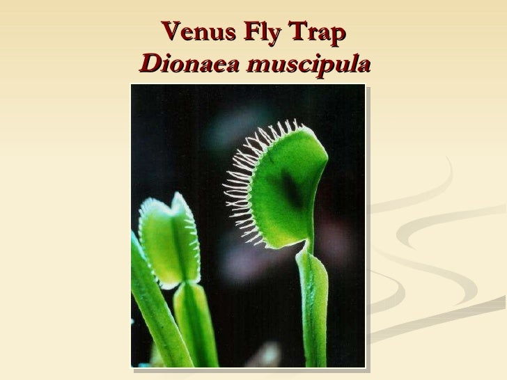darwin origin of species pdf