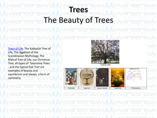 Trees
The Beauty of Trees
Trees of Life: The Kabbalah Tree of
Life, The Yggdrasil of the
Scandinavian Mythology, The
Biblical Tree of Life, our Christmas
Tree, all types of Taxonomy Trees
, and the typical Oak Tree are
examples of beauty and
equilibrium and always a form of
symmetry.
 