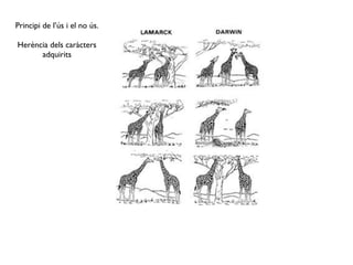 Principi de l’ús i el no ús.

Herència dels caràcters
      adquirits
 