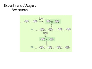 Experiment d’August
     Weissman
 