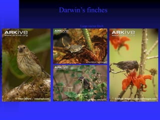 Darwin’s finches
Vegetarian finch
Large cactus finch
Medium ground finch Common cactus-finch
 