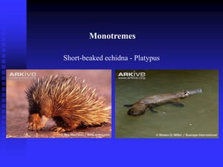 Monotremes
Short-beaked echidna - Platypus
Monotremes
 
