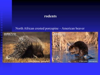 North African crested porcupine – American beaver
Rodents
rodents
 