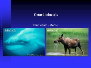 Blue whale - Moose
Cetaceans + artiodactyls = Cetartiodactyls
Cetardiodactyls
 
