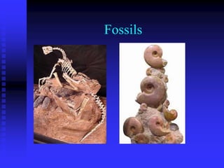 Fossils
 