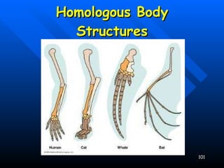 Homologous Body Structures 
