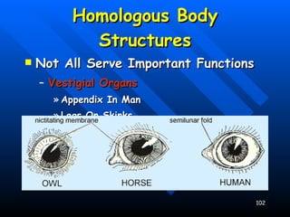 Homologous Body Structures Not All Serve Important Functions Vestigial Organs Appendix In Man Legs On Skinks 