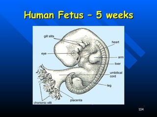 Human Fetus – 5 weeks 