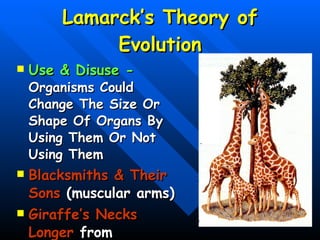 Lamarck’s Theory of Evolution Use & Disuse -  Organisms Could Change The Size Or Shape Of Organs By Using Them Or Not Using Them Blacksmiths & Their Sons  (muscular arms) Giraffe’s Necks Longer  from stretching) 