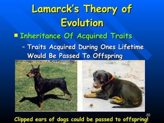 Lamarck’s Theory of Evolution Inheritance Of Acquired Traits Traits Acquired During Ones Lifetime Would Be Passed To Offspring Clipped ears of dogs could be passed to offspring! 