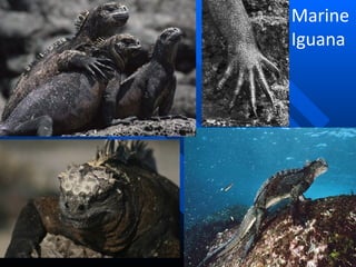 Marine Iguana 