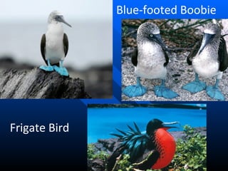Frigate Bird Blue-footed Boobie 