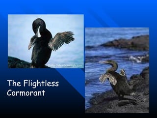 The Flightless Cormorant 