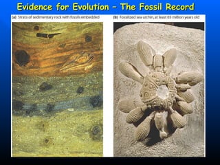 Evidence for Evolution – The Fossil Record 
