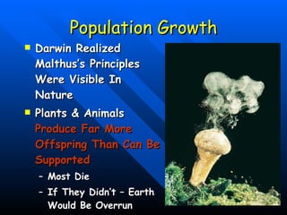 Population Growth Darwin Realized Malthus’s Principles Were Visible In Nature Plants & Animals  Produce Far More Offspring Than Can Be Supported Most Die If They Didn’t – Earth Would Be Overrun  