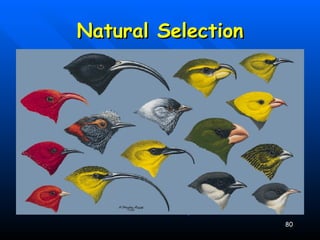 Natural Selection Cannot Be Seen Directly It Can Only Be Observed As Changes In A Population Over Many Successive Generations Radiation Fossil Record 
