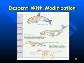 Descent With Modification 