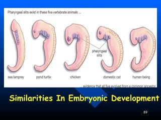 Evidence for Evolution - Comparative Embryology Similarities In Embryonic Development 