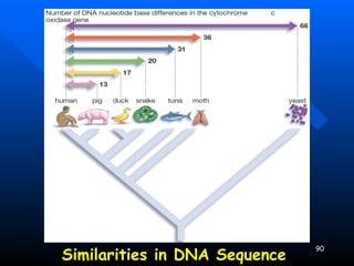 Similarities in DNA Sequence 