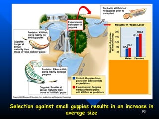Evidence for Evolution – Evolution Observed Selection against small guppies results in an increase in average size 