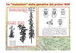 Oenothera. lamarckiana




O. nanella   O. lata
 
