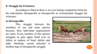 2. Struggle for Existence:
According to Darwin there is an ever lasting competition between
the individuals; intraspecific or interspecific or evironmental struggle for
existence.
a) Intraspecific:
This struggle between the
members of one and same species
because, their individual requirements
are same. Every member of this species
struggles to gain upper hand over its
fellow in matters of food, shelter and
light. Similarly, sexual selection is
another type of intraspecific struggle.
 
